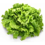 salade-batavia-blonde-x12